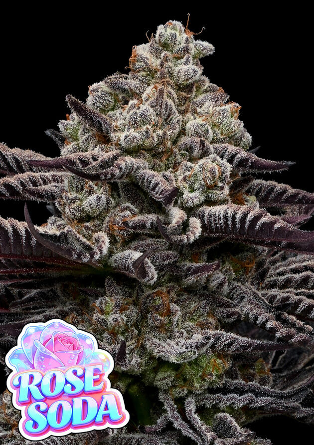 Cannabissamen Rose Soda feminisiert für Indoor und Outdoor
